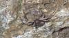 Bassaniodes bufo
